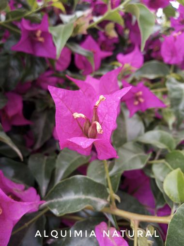 Alquimia Natural en Hamelin: Flora  (Camargo), Bougainvillea glabra, #verano2022 