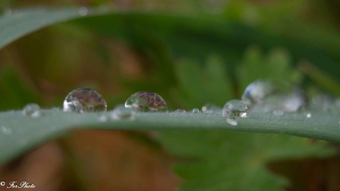 fdhphotos en Hamelin: Flora  (Navalagamella), #flora21 