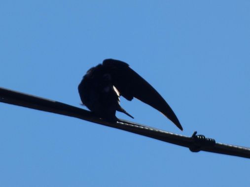mariale en Hamelin: Fauna, 📸 #marialemdza 
#aves #birds #pajaritos #pájaros 
#ComarcaDeBabia #ProvinciaDeLeón
#Naturaleza #BellezaNatural #Babia  #Montañ...