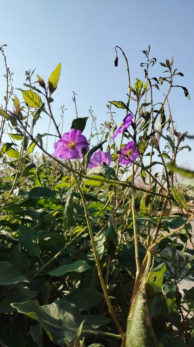 Solerantonio2 en Hamelin: Flora  (Almería), Solanum laciniatum, Planta