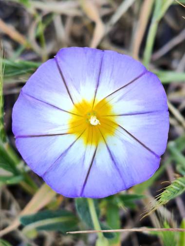 Medea127 en Hamelin: Flora  (Camas), Convolvulus tricolor, O Bella de día,se desarrolla en tierras cultivadas, vegetación ruderal, etc