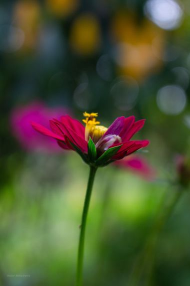 ComunicarCaminante en Hamelin: Flora  (Garzón), Cosmos caudatus Kunth, Comunicar caminante: flores elegantes... 

#amantedelasflores #florlinda #florhermos...