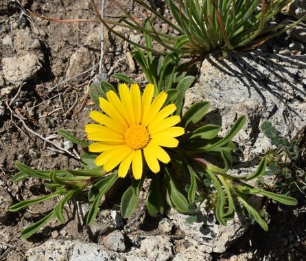 Solerantonio2 en Hamelin: Flora  (Níjar), Pallenis maritima, Planta