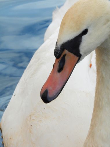 Georginaag en Hamelin: Fauna  (Castelló d'Empúries), Cygnus olor (Gmelin, 1789), #fauna #macro #cisne 