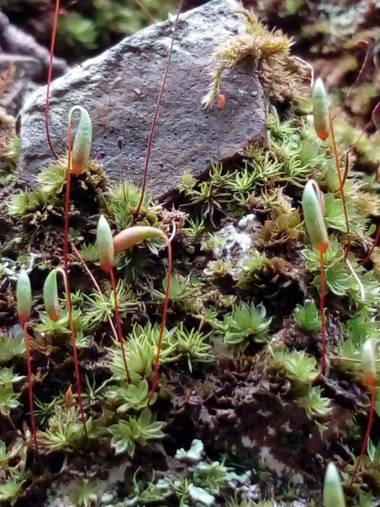 silvia_0664 en Hamelin: Flora  (Cerdanyola del Vallès), Saxifraga bronchialis, #macrocollserola