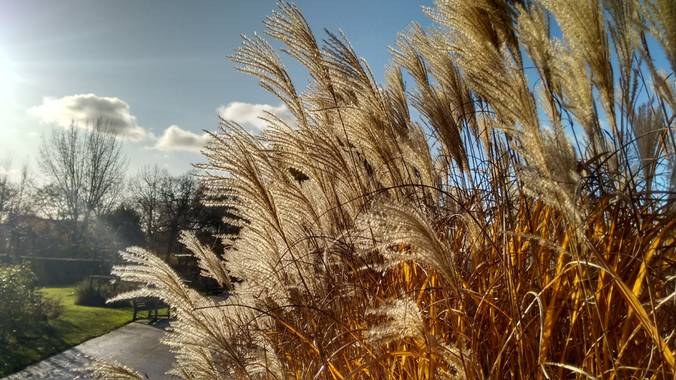 Galottaflorencia en Hamelin: Paisaje  (Greater London), Regent's park, London.
#ParquesyJardines 