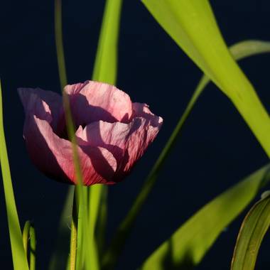 Georginaag en Hamelin: Flora  (Blanes), #amapola #flora21 #florsilvestre 