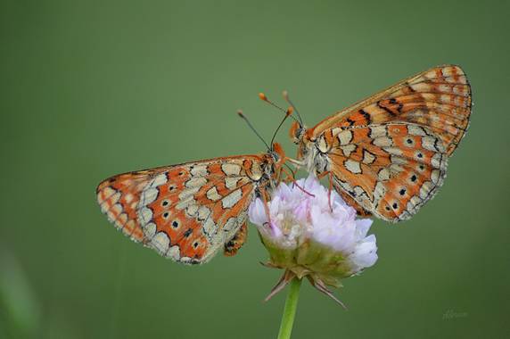 Myre_9 en Hamelin: Fauna  (Madrid), Butterflies and wild flower