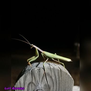 Luroca7933 en Hamelin: Fauna  (Almodóvar del Campo), Mantis religiosa
#insecto #minasdelhorcajo 