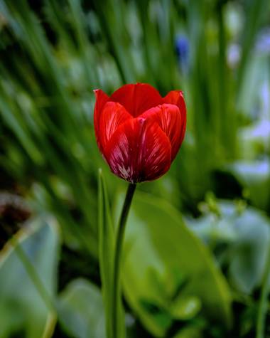 rqsalcedo en Hamelin: Flora  (Madrid), #flor 