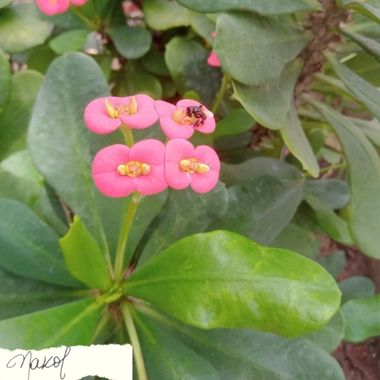 Nadiakarinaolivares en Hamelin: Flora  (Barranquilla), Euphorbia milii, ... #flores #flower #rose # #arbustos #barranquilla #verqno #sun #arboles