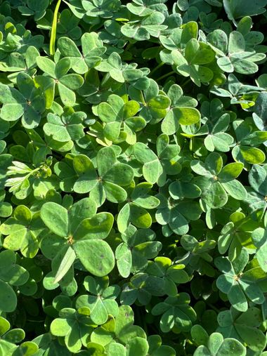 Eudimer20 en Hamelin: Flora, Oxalis pes-caprae, #plants