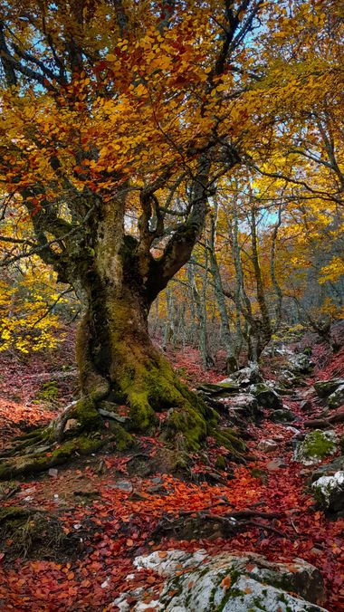 Leticiavitutia en Hamelin: Paisaje, #otoño #coloresdeotoño #hayedodelapedrosa 
#segoviaspain 