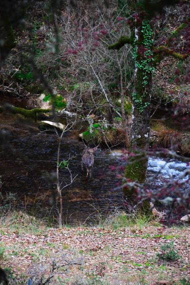 carmen.guerra1997 en Hamelin: Fauna  (Cazorla), Captado infraganti ⛰️ #hamelin #hamelinfauna #ciervo #gamo #cazorla #foto #naturaleza #natgeo #natura 