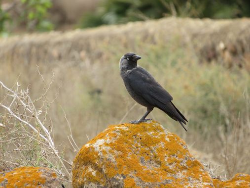 Solerantonio2 en Hamelin: Fauna  (Níjar), Corvus monedula Linnaeus, 1758, Ave