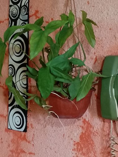 GrachuV. en Hamelin: Flora, Syngonium auritum, ☘️☘️☘️☘️☘️