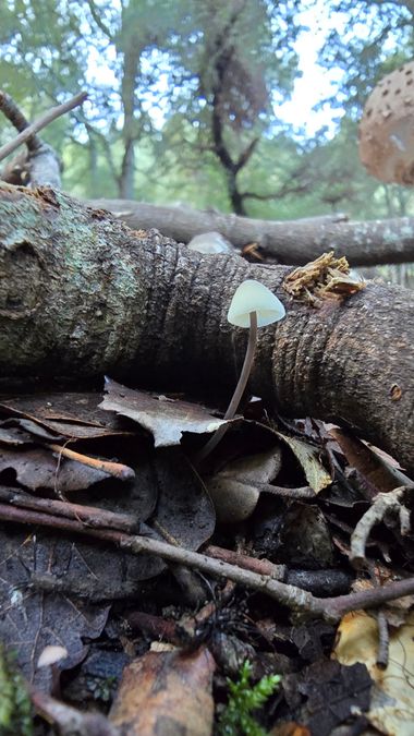 Instantes efímeros en Hamelin: Observación  (Lluc), #hongos #mushrooms