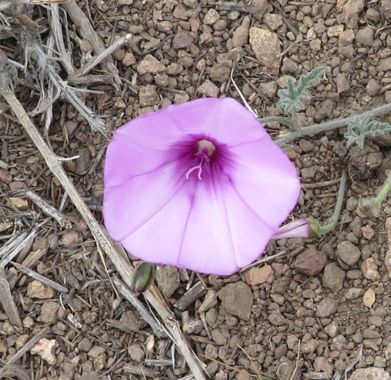 Solerantonio2 en Hamelin: Flora  (Níjar), Convolvulus althaeoides, Planta