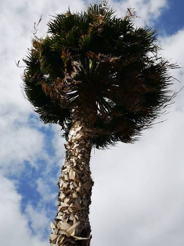 Laauritaconde en Hamelin: Flora  (Telde), Palmera 🌴
#islascanarias #palmera #corteza 
#naturaleza #hamelin #fotografia