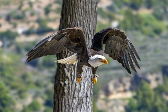 Lauratduch en Hamelin: Fauna  (Barcelona), Haliaeetus leucocephalus (Linnaeus, 1766), Aguila volando
