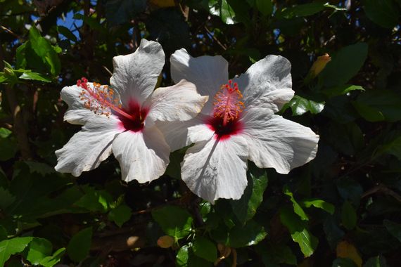 Solerantonio2 en Hamelin: Flora  (Almeria), Hibiscus arnottianus, Planta