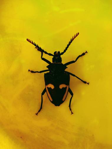 darjemo en Hamelin: Fauna  (Córdoba), Escarabajo negro
