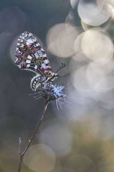 eldruida en Hamelin: Fauna  (Verín), #mariposa #butterfly #macro 