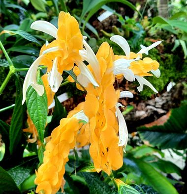 Naomi en Hamelin: Flora  (Estepona), Pachystachys lutea, #flores#CumpleHamelin