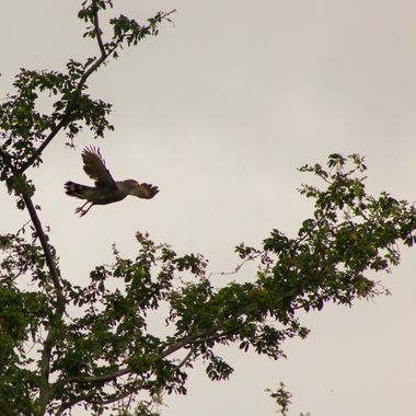 danielhincapie230979 en Hamelin: Fauna  (Copacabana), Rupornis magnirostris (Gmelin, 1788), #naturaleza #wildlife #nature #faunadecolombia #fauna #colombia...