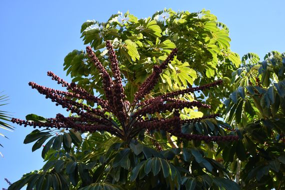Solerantonio2 en Hamelin: Flora  (Motril), Planta