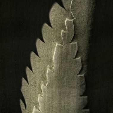 Ignicapillus en Hamelin: Flora  (Carretera de Miramar), Marcas y sombras de las espinas

Si visito los jardines de botánicos de Barcelona ya no es para fot...