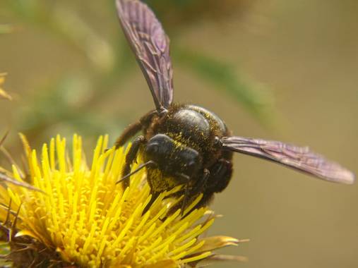 Eritz.cortazar en Hamelin: Fauna  (Bilbao), Abejorro carpintero

Este peculiar insecto construye nidos en la madera perforándola con sus mandíbulas, donde ...