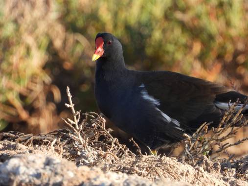 Rafaelcastillo59 en Hamelin: Fauna, Gallinula chloropus (Linnaeus, 1758), Gallineta de agua, Parque regional de las Salinas, San Pedro del Pinatar (Murcia...
