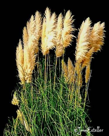 Jestellerf en Hamelin: Flora  (Palau-solità i Plegamans), Cortaderia selloana