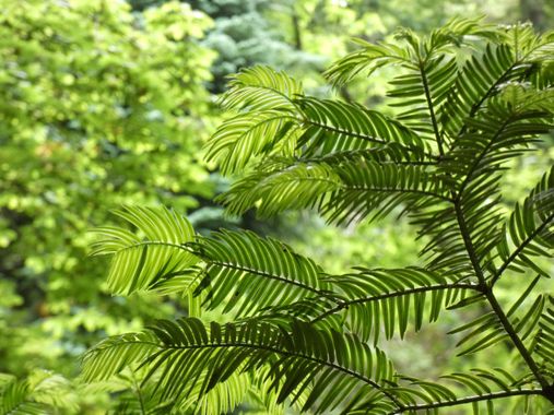 mariale en Hamelin: Flora  (Piloña), 📸 #marialemdza
viernes, 10/06/2022
💚 🌿🌳🌿💚 
#CumpleHamelin 
#Naturaleza #BellezaNatural #Asturias  #Montaña #tree...