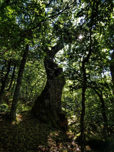 mariale en Hamelin: Flora, 📸 #marialemdza
Roble en hayedo 🌳🌳🌳 
#Naturaleza #BellezaNatural #Felicidad #Montaña #mountains #Roble  #landscapephotograph...