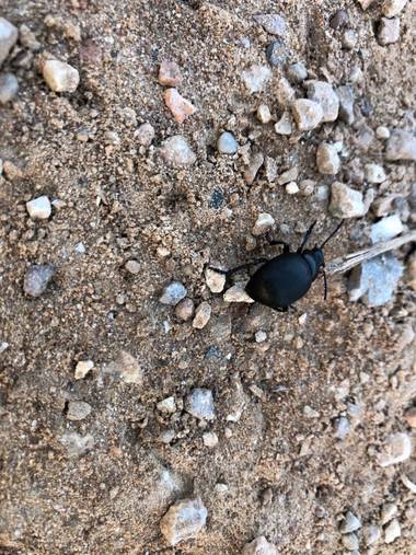 Naturalezadebarrio en Hamelin: Fauna  (Calafell), Escarabajo#otoño20@naturalezadebarrio