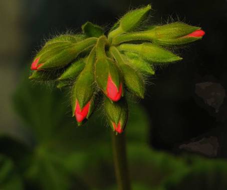Zukerrene en Hamelin: Flora 