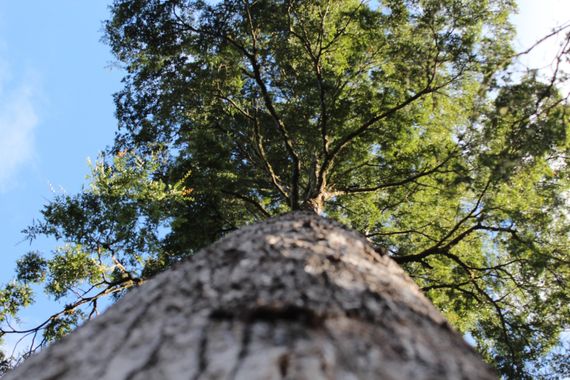 XxPrOzMeNxX en Hamelin: Flora, Nothofagus dombeyi, #arboles #arbol #azul #baum #blätter #black #blau #bluesky #blue #branches #cafe #coffee #colores #colo...