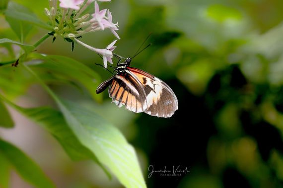 Juankafv en Hamelin: Fauna  (Benalmádena), Heliconius melpomene Linnaeus, 1758, Mariposa del cartero Heliconius melpomene Linnaeus, 1758
Estas mariposasVen...