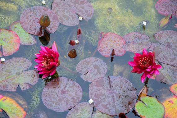 Borja.Ra en Hamelin: Flora  (Richmond), Nymphaea candida, ROYAL BOTANIC GARDENS, KEW PALACE (LONDRES) #flora #fauna #paisaje #fotografia #sostenibilidad #m...