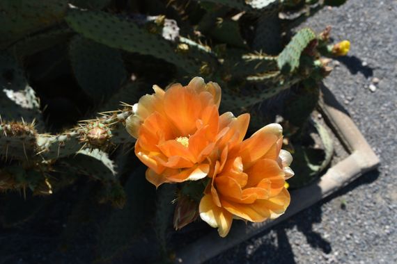 Solerantonio2 en Hamelin: Flora  (Camino de la Borraja), Flor de las chumberas