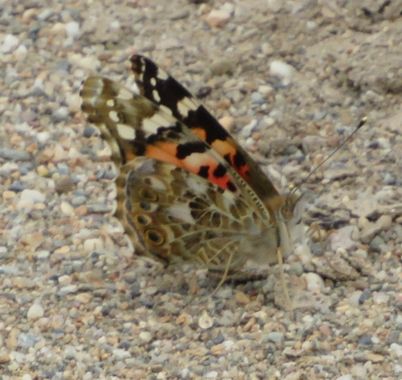 Solerantonio2 en Hamelin: Fauna  (Níjar), Insecto