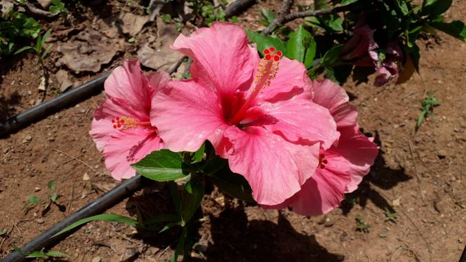 Solerantonio2 en Hamelin: Flora  (Almería), Hibiscus rosa-sinensis, Rosas chinas en un parque de almeria 