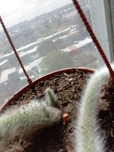 GrachuV. en Hamelin: Flora, Cleistocactus winteri, Cactus 🌵