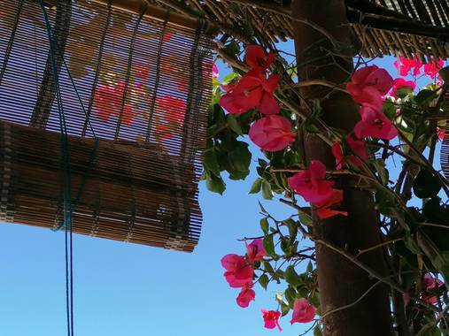 @sinaceramica en Hamelin: Flora  (San Francisco Javier), #buganbilla #formentera @sinaceramica 