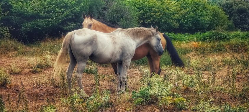Sortueta en Hamelin: Fauna  (Castro-Urdiales), Love