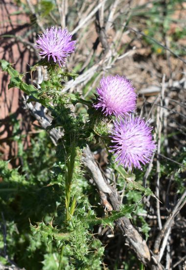Solerantonio2 en Hamelin: Flora  (Níjar), Planta
