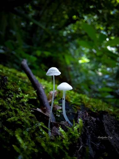 AristydesCrúz502 en Hamelin: Observación  (Melchor de Mencos), Mycena (Pers.) Roussel, 1806, #nature #2021 #macro #guatemala 