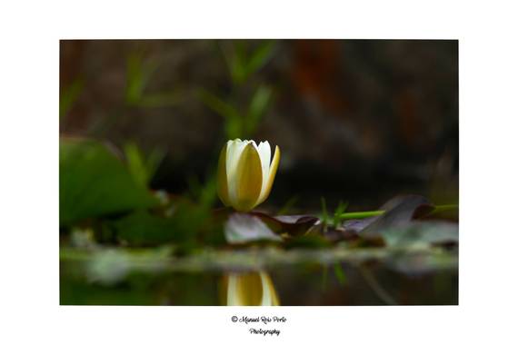 Manuropo39 en Hamelin: Flora  (La Coruña), #Flora21